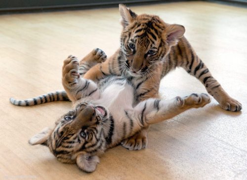 Самый мимишный "челлендж" в Интернете (16 фото)