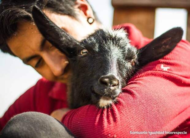 Приют спасённых животных в Чили Santuario Igualdad Interespecie