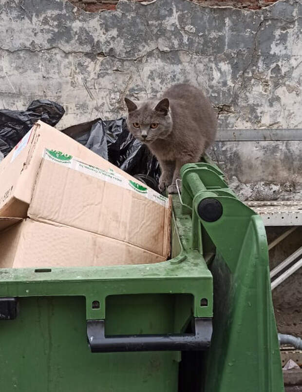 Из мусорного бака на нас смотрели два янтарных глаза. Британская кошка, поняв, что не обидим, продолжила искать еду в мусоре