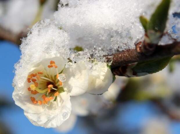Цветок сливы в снегу