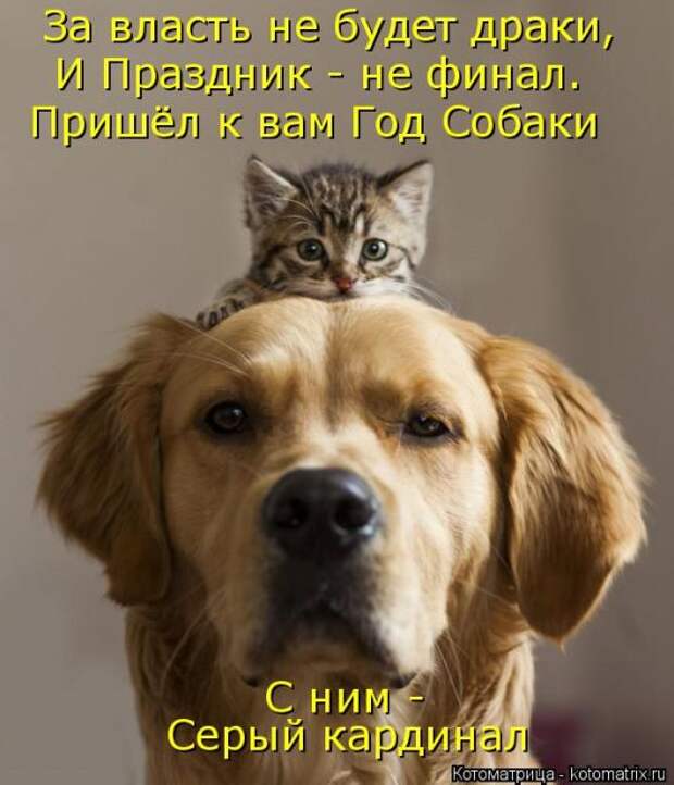 Лучшие котоматрицы недели (51 фото)