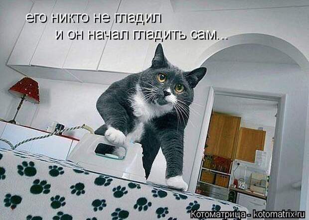 Лучшие котоматрицы недели (51 фото)