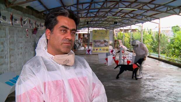 Собаки ирана