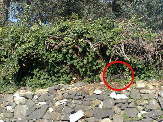 find-hidden-cat-camouflage-hide-and-seek-catouflage-171