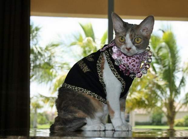 Одежда для кошек