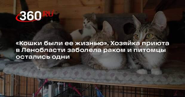 Волонтеры пристраивают кошек после госпитализации хозяйки приюта в Ленобласти