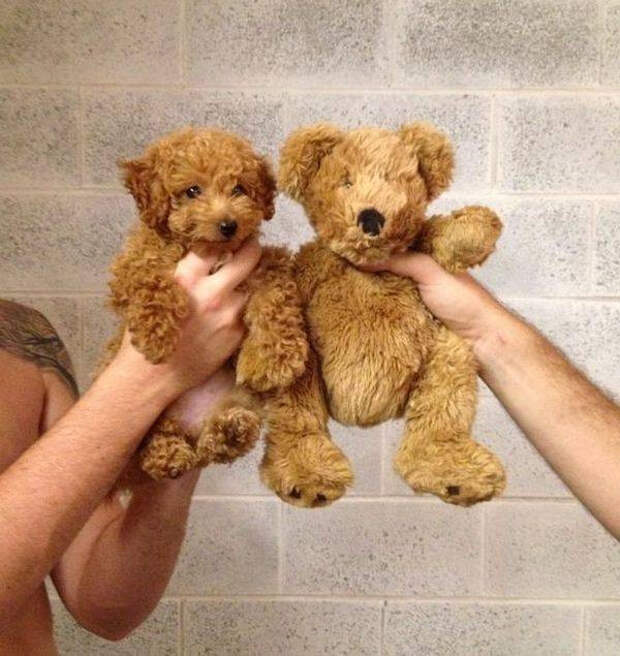 Чтобы день прошёл на позитиве, забавных животных вам в ленту!