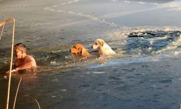 Две собаки упали в ледяную воду, но на помощь пришел сибиряк