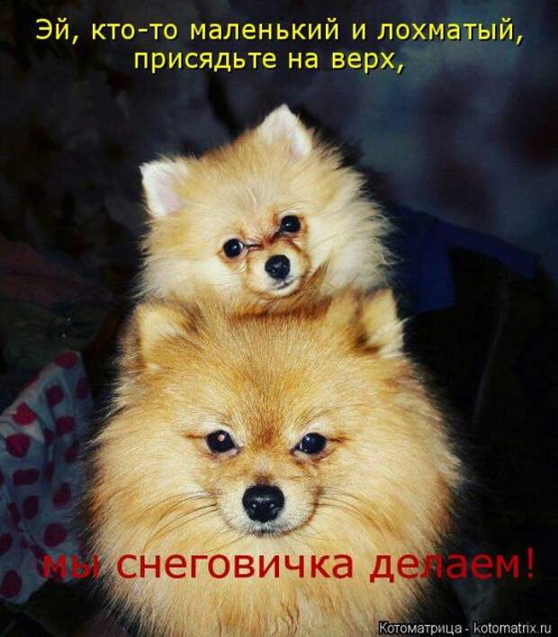 Лучшие котоматрицы недели (51 фото)