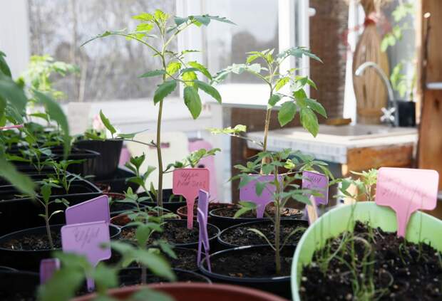 Любителям рассады рассказали о губительной для растений ошибке