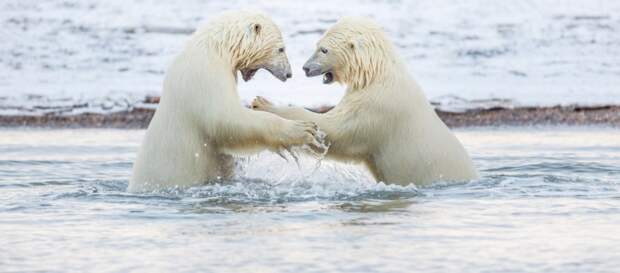 Белые медведи являются самыми крупными хищниками Арктики, они способны чувствовать запах добычи за 10 миль  аляска, животные, полярный медведь