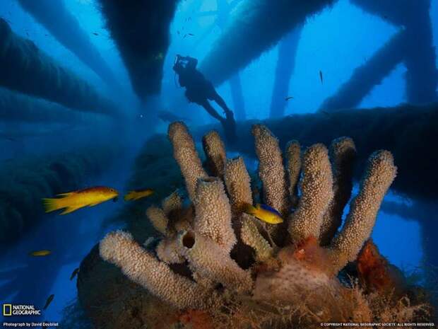 Поразительный подводный мир
