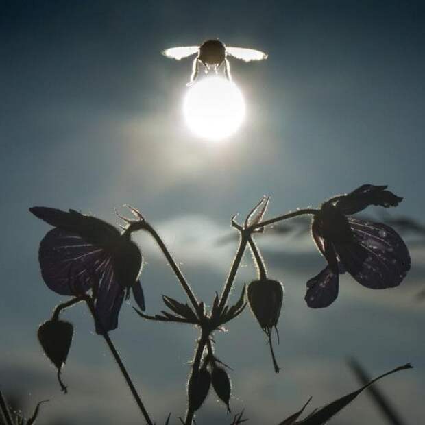 3. Но ведь на самом деле эта пчелка не несет солнце в лапках ? затвор, снимок, удача, фото, фотограф