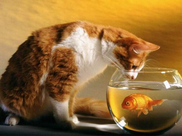 Коты,кошки,котята...