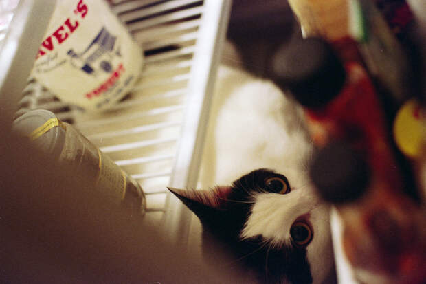 catfridge03 Коты в холодильниках