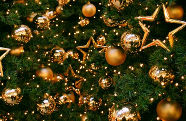 Где и за сколько можно купить в Севастополе новогоднюю ёлку? (ФОТОРЕПОРТАЖ)