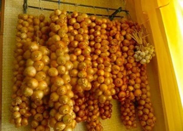 Советы по хранению урожая