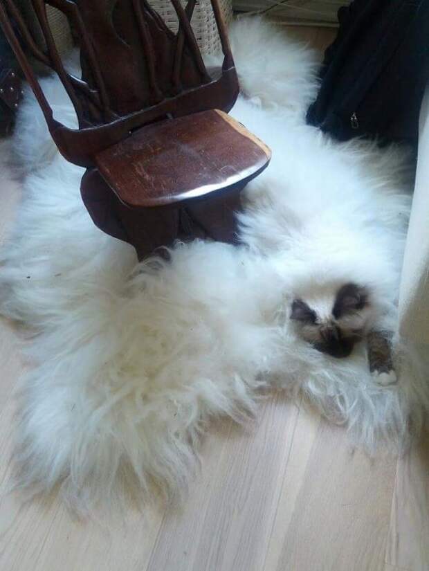 find-hidden-cat-camouflage-hide-and-seek-catouflage-107-5836961acd0b6__605