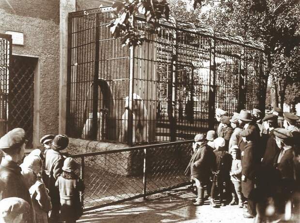 Медвежатник, 1912 год животные, зоопарк