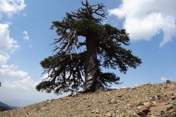 Обнаружено старейшее живое дерево Европы