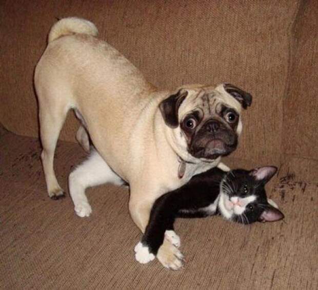 Кошачьи обнимашки