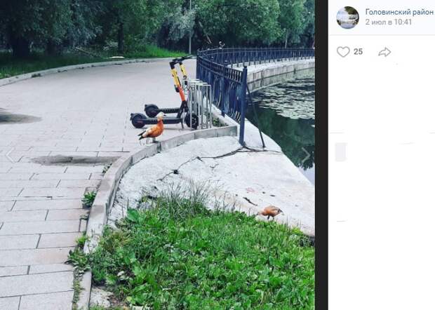 Фото дня: в Головинском огари готовятся освоить самокат