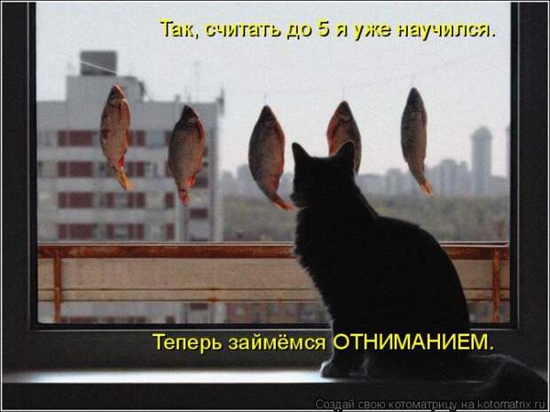 Лучшие котоматрицы недели (50 фото)