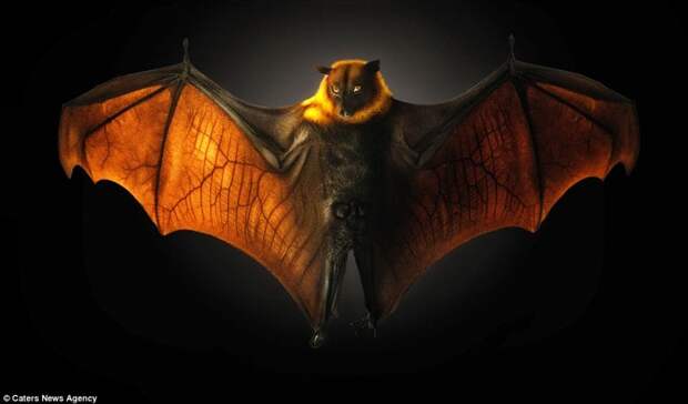 Летучая мышь и ее невероятные крылья в свете  животные, фотография