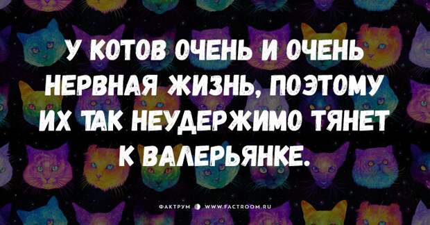 25 самых смешных анекдотов про кошек и котов