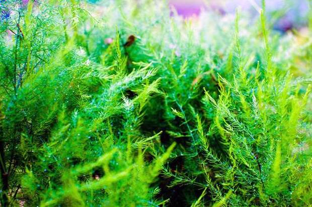 Аспарагус (Asparagus), фото растения для квартиры фотография картинка