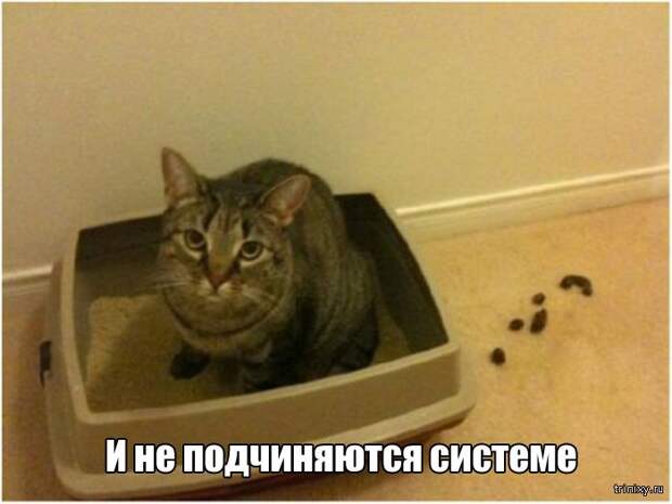 Вещи, которые до боли знакомы всем кошатникам (20 фото)
