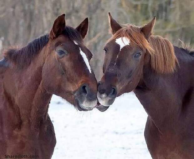 horses-kissing
