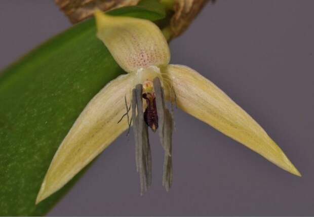 Bulbophyllum-nocturnum