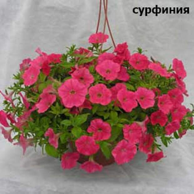 plants-may14-12-(2).jpg