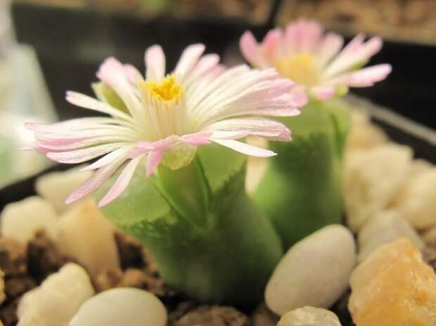 Конофитум (Conophytum devium)