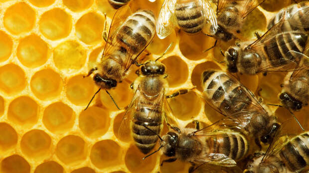 Пчеловода из Удмуртии обязали убрать с участка ульи из-за аллергии его соседки