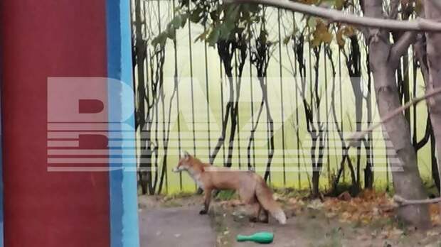 Больную лису стошнило в детсаде на юго‑востоке Москвы