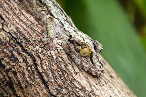 Листохвостый геккон животные, маскировка