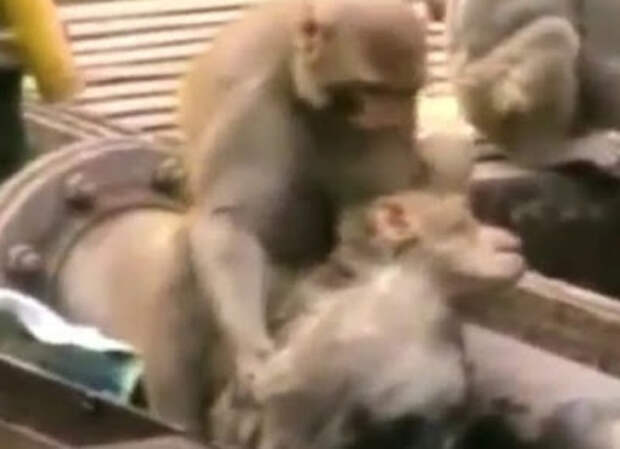 Обезьяна токи. Обезьяна спасает другую обезьяну. Мартышки спасают мартышку.