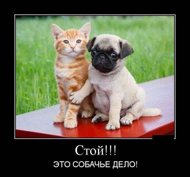 Демотиваторы демотиваторы, юмор