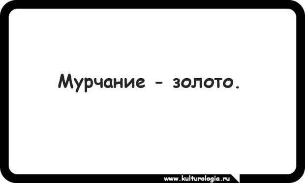 15 открыток, которые будут близки и понятны поклонникам котиков