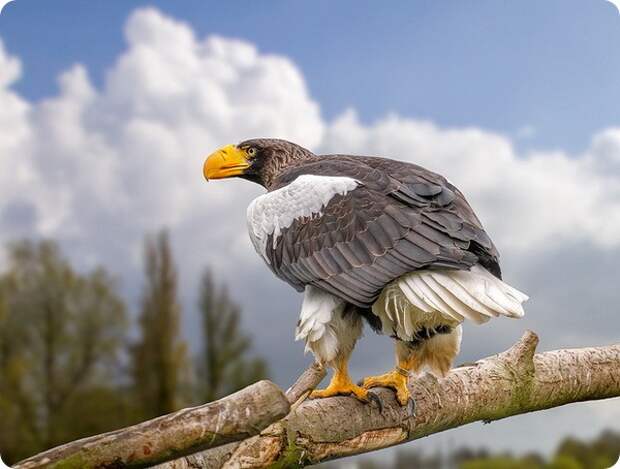 Белоплечий орлан (лат. Haliaeetus pelagicus)