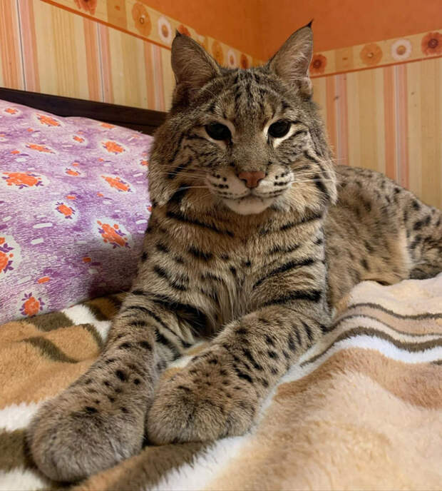 djWTj79QCCk (630x700, 472Kb)