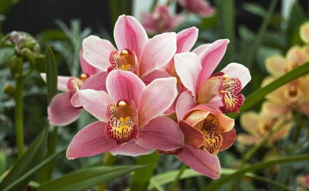 Орхидея Цимбидиум (Cymbidium)