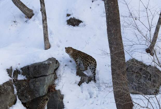 Дальневосточный леопард: огромный грациозный кот 