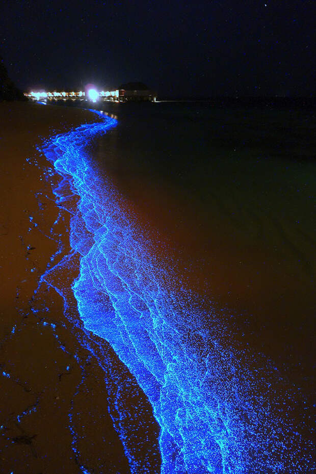 BioluminescentBeaches08 Красота светящихся пляжей, подобных звездному небу