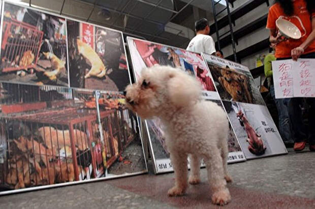Поправки свидетельствуют о том, что тайваньцы стали воспринимать кошек и собак в качестве домашних любимцев, а не как лакомство Тайвань, животные, запрет, кошка, мясо, собака