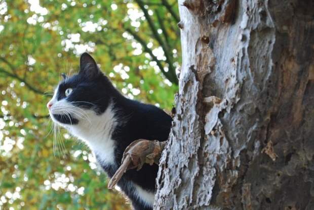 Кошка всматривается во что-то с дерева