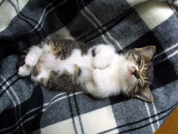 Коты,кошки,котята...