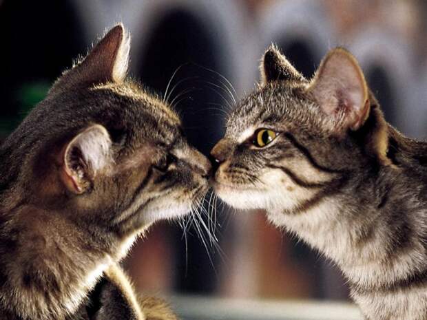 Коты,кошки,котята...